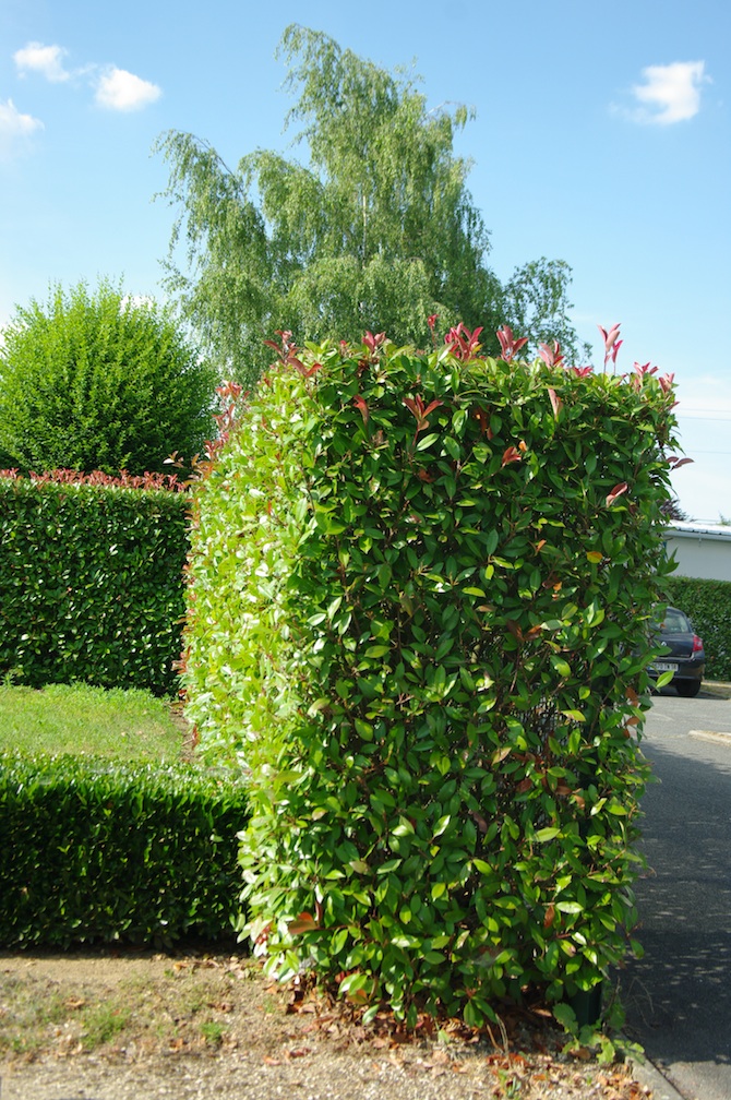 Il est préférable de planter petit pour atteindre en un ou deux ans la dimension désirée; ici une haie de Photinia serrulata 'Red Robin' - © D. Lejeune